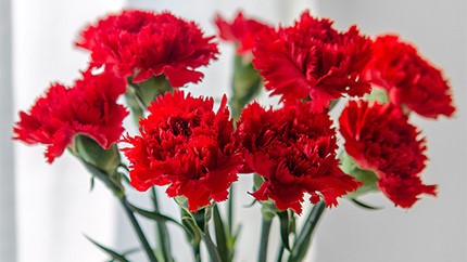 常見家用鮮花養護小要點