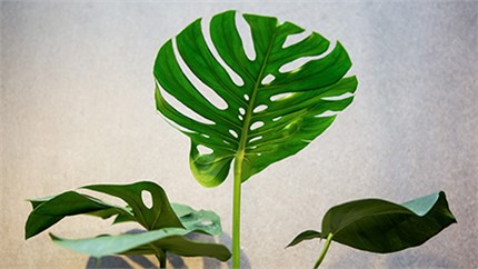 為什么在店里長得好好的植物，買回家就命都沒了？